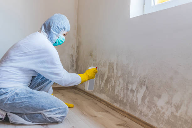 Licensed Mold Testing service in Courtland, VA - WQB Mold Removal