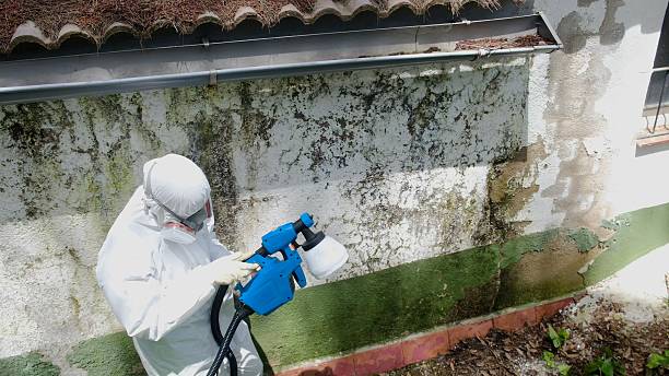 Top rated local Mold Testing specialists in Courtland, VA